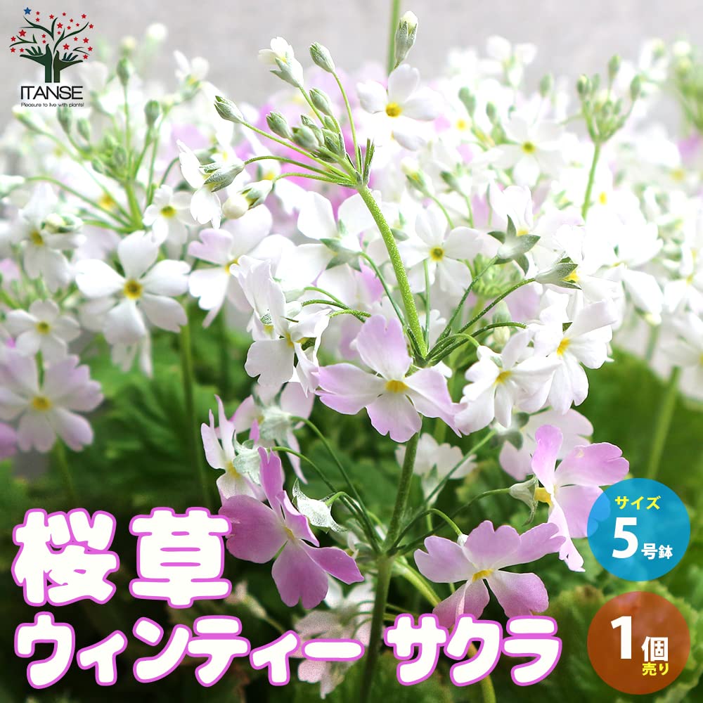 Amazon.co.jp: ITANSE 桜草(サクラソウ) ウィンティー サクラ 5